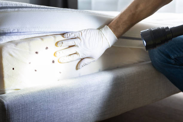 Best Emergency Pest Control  in Balmville, NY